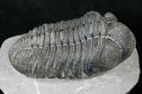 Drotops Trilobite With Perfect Eyes #16073-1